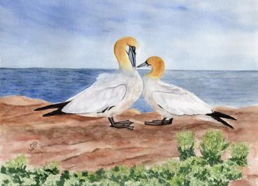 Poster DIN-A3 Aquarell Maritim Kunst Druck Kunstdruck Nordsee Insel Helgoland Basstölpel Vögel Lange Anna Felsen